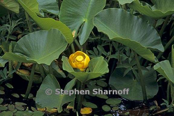 nuphar polysepala 3 graphic